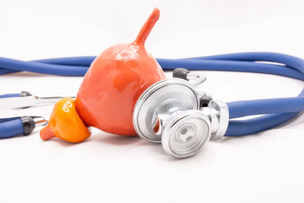 A model of the bladder and prostate sit next to a stethoscope.