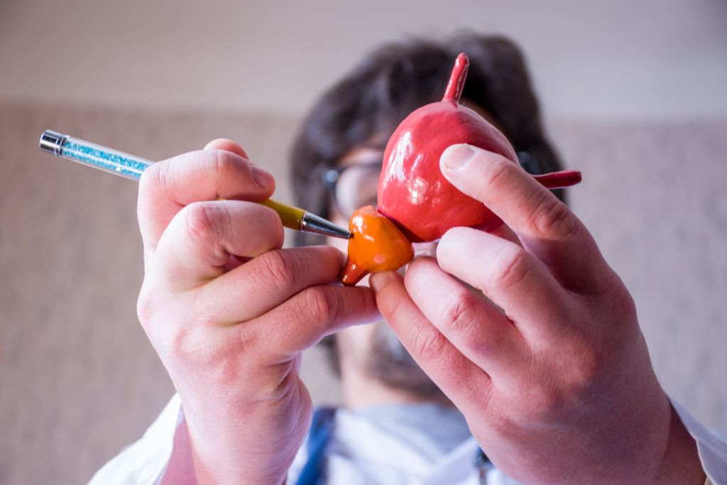 A physician points to the prostate on an anatomical model.